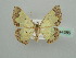  ( - BC ZSM Lep 44386)  @13 [ ] CreativeCommons - Attribution Non-Commercial Share-Alike (2010) Axel Hausmann/Bavarian State Collection of Zoology (ZSM) SNSB, Zoologische Staatssammlung Muenchen