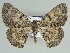  ( - BC ZSM Lep 46606)  @11 [ ] CreativeCommons - Attribution Non-Commercial Share-Alike (2010) Axel Hausmann/Bavarian State Collection of Zoology (ZSM) SNSB, Zoologische Staatssammlung Muenchen