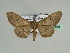  ( - BC ZSM Lep 46608)  @13 [ ] CreativeCommons - Attribution Non-Commercial Share-Alike (2010) Axel Hausmann/Bavarian State Collection of Zoology (ZSM) SNSB, Zoologische Staatssammlung Muenchen