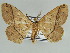  (Hyposidra linearis - BC ZSM Lep 46609)  @11 [ ] CreativeCommons - Attribution Non-Commercial Share-Alike (2010) Axel Hausmann/Bavarian State Collection of Zoology (ZSM) SNSB, Zoologische Staatssammlung Muenchen