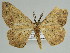  (Hyposidra neglecta - BC ZSM Lep 46611)  @11 [ ] CreativeCommons - Attribution Non-Commercial Share-Alike (2010) Axel Hausmann/Bavarian State Collection of Zoology (ZSM) SNSB, Zoologische Staatssammlung Muenchen