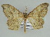  ( - BC ZSM Lep 46612)  @11 [ ] CreativeCommons - Attribution Non-Commercial Share-Alike (2010) Axel Hausmann/Bavarian State Collection of Zoology (ZSM) SNSB, Zoologische Staatssammlung Muenchen