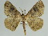  ( - BC ZSM Lep 46615)  @13 [ ] CreativeCommons - Attribution Non-Commercial Share-Alike (2010) Axel Hausmann/Bavarian State Collection of Zoology (ZSM) SNSB, Zoologische Staatssammlung Muenchen