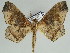  ( - BC ZSM Lep 46616)  @11 [ ] CreativeCommons - Attribution Non-Commercial Share-Alike (2010) Axel Hausmann/Bavarian State Collection of Zoology (ZSM) SNSB, Zoologische Staatssammlung Muenchen