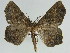  (Miantochora fletcheriHS01SA - BC ZSM Lep 46617)  @11 [ ] CreativeCommons - Attribution Non-Commercial Share-Alike (2010) Axel Hausmann/Bavarian State Collection of Zoology (ZSM) SNSB, Zoologische Staatssammlung Muenchen