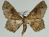  ( - BC ZSM Lep 46618)  @11 [ ] CreativeCommons - Attribution Non-Commercial Share-Alike (2010) Axel Hausmann/Bavarian State Collection of Zoology (ZSM) SNSB, Zoologische Staatssammlung Muenchen