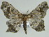  (Miantochora subcaudata - BC ZSM Lep 46620)  @11 [ ] CreativeCommons - Attribution Non-Commercial Share-Alike (2010) Axel Hausmann/Bavarian State Collection of Zoology (ZSM) SNSB, Zoologische Staatssammlung Muenchen