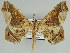  ( - BC ZSM Lep 46621)  @11 [ ] CreativeCommons - Attribution Non-Commercial Share-Alike (2010) Axel Hausmann/Bavarian State Collection of Zoology (ZSM) SNSB, Zoologische Staatssammlung Muenchen