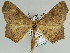  (Miantochora punctuligera - BC ZSM Lep 46622)  @11 [ ] CreativeCommons - Attribution Non-Commercial Share-Alike (2010) Axel Hausmann/Bavarian State Collection of Zoology (ZSM) SNSB, Zoologische Staatssammlung Muenchen