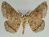 (Miantochora restricta - BC ZSM Lep 46623)  @14 [ ] CreativeCommons - Attribution Non-Commercial Share-Alike (2010) Axel Hausmann/Bavarian State Collection of Zoology (ZSM) SNSB, Zoologische Staatssammlung Muenchen
