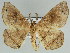  (Miantochora venerataHS01SA - BC ZSM Lep 46626)  @11 [ ] CreativeCommons - Attribution Non-Commercial Share-Alike (2010) Axel Hausmann/Bavarian State Collection of Zoology (ZSM) SNSB, Zoologische Staatssammlung Muenchen