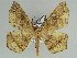  ( - BC ZSM Lep 46627)  @11 [ ] CreativeCommons - Attribution Non-Commercial Share-Alike (2010) Axel Hausmann/Bavarian State Collection of Zoology (ZSM) SNSB, Zoologische Staatssammlung Muenchen