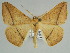  ( - BC ZSM Lep 46635)  @15 [ ] CreativeCommons - Attribution Non-Commercial Share-Alike (2010) Axel Hausmann/Bavarian State Collection of Zoology (ZSM) SNSB, Zoologische Staatssammlung Muenchen