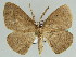  (Psilocerea turpis turpis - BC ZSM Lep 46640)  @11 [ ] CreativeCommons - Attribution Non-Commercial Share-Alike (2010) Axel Hausmann/Bavarian State Collection of Zoology (ZSM) SNSB, Zoologische Staatssammlung Muenchen