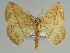  ( - BC ZSM Lep 46644)  @12 [ ] CreativeCommons - Attribution Non-Commercial Share-Alike (2010) Axel Hausmann/Bavarian State Collection of Zoology (ZSM) SNSB, Zoologische Staatssammlung Muenchen