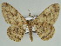  ( - BC ZSM Lep 46658)  @11 [ ] CreativeCommons - Attribution Non-Commercial Share-Alike (2010) Axel Hausmann/Bavarian State Collection of Zoology (ZSM) SNSB, Zoologische Staatssammlung Muenchen