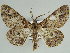  ( - BC ZSM Lep 46686)  @11 [ ] CreativeCommons - Attribution Non-Commercial Share-Alike (2010) Axel Hausmann/Bavarian State Collection of Zoology (ZSM) SNSB, Zoologische Staatssammlung Muenchen