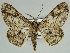  ( - BC ZSM Lep 46691)  @11 [ ] CreativeCommons - Attribution Non-Commercial Share-Alike (2010) Axel Hausmann/Bavarian State Collection of Zoology (ZSM) SNSB, Zoologische Staatssammlung Muenchen