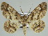  ( - BC ZSM Lep 46694)  @11 [ ] CreativeCommons - Attribution Non-Commercial Share-Alike (2010) Axel Hausmann/Bavarian State Collection of Zoology (ZSM) SNSB, Zoologische Staatssammlung Muenchen