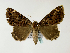  (Tolna burdoni - BC ZSM Lep 48534)  @14 [ ] CreativeCommons - Attribution Non-Commercial Share-Alike (2010) Axel Hausmann/Bavarian State Collection of Zoology (ZSM) SNSB, Zoologische Staatssammlung Muenchen