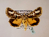  ( - BC ZSM Lep 48553)  @14 [ ] CreativeCommons - Attribution Non-Commercial Share-Alike (2010) Axel Hausmann/Bavarian State Collection of Zoology (ZSM) SNSB, Zoologische Staatssammlung Muenchen