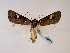  (Brithysana africanaGB01Et - BC ZSM Lep 48560)  @13 [ ] CreativeCommons - Attribution Non-Commercial Share-Alike (2010) Axel Hausmann/Bavarian State Collection of Zoology (ZSM) SNSB, Zoologische Staatssammlung Muenchen