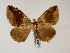  (Bastilla conjuncturaGB01Ug - BC ZSM Lep 48566)  @13 [ ] CreativeCommons - Attribution Non-Commercial Share-Alike (2010) Axel Hausmann/Bavarian State Collection of Zoology (ZSM) SNSB, Zoologische Staatssammlung Muenchen