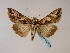  (Cornutiplusia - BC ZSM Lep 48572)  @13 [ ] CreativeCommons - Attribution Non-Commercial Share-Alike (2010) Axel Hausmann/Bavarian State Collection of Zoology (ZSM) SNSB, Zoologische Staatssammlung Muenchen