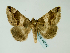  (Bastilla properans - BC ZSM Lep 48574)  @14 [ ] CreativeCommons - Attribution Non-Commercial Share-Alike (2010) Axel Hausmann/Bavarian State Collection of Zoology (ZSM) SNSB, Zoologische Staatssammlung Muenchen