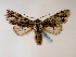  ( - BC ZSM Lep 48586)  @14 [ ] CreativeCommons - Attribution Non-Commercial Share-Alike (2010) Axel Hausmann/Bavarian State Collection of Zoology (ZSM) SNSB, Zoologische Staatssammlung Muenchen