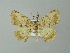  (Eusarca AH11Br - BC ZSM Lep 49168)  @13 [ ] CreativeCommons - Attribution Non-Commercial Share-Alike (2012) Axel Hausmann/Bavarian State Collection of Zoology (ZSM) SNSB, Zoologische Staatssammlung Muenchen