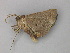  ( - BC ZSM Lep 49169)  @12 [ ] CreativeCommons - Attribution Non-Commercial Share-Alike (2010) Axel Hausmann/Bavarian State Collection of Zoology (ZSM) SNSB, Zoologische Staatssammlung Muenchen