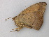  ( - BC ZSM Lep 49176)  @12 [ ] CreativeCommons - Attribution Non-Commercial Share-Alike (2010) Axel Hausmann/Bavarian State Collection of Zoology (ZSM) SNSB, Zoologische Staatssammlung Muenchen