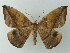  (Oxydia distichataAH01Br - BC ZSM Lep 49176)  @14 [ ] CreativeCommons - Attribution Non-Commercial Share-Alike (2012) Axel Hausmann/Bavarian State Collection of Zoology (ZSM) SNSB, Zoologische Staatssammlung Muenchen
