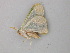  ( - BC ZSM Lep 49180)  @12 [ ] CreativeCommons - Attribution Non-Commercial Share-Alike (2010) Axel Hausmann/Bavarian State Collection of Zoology (ZSM) SNSB, Zoologische Staatssammlung Muenchen