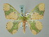  ( - BC ZSM Lep 49180)  @13 [ ] CreativeCommons - Attribution Non-Commercial Share-Alike (2012) Axel Hausmann/Bavarian State Collection of Zoology (ZSM) SNSB, Zoologische Staatssammlung Muenchen
