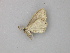  ( - BC ZSM Lep 49189)  @12 [ ] CreativeCommons - Attribution Non-Commercial Share-Alike (2010) Axel Hausmann/Bavarian State Collection of Zoology (ZSM) SNSB, Zoologische Staatssammlung Muenchen
