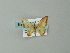  (Idaea AM02Br - BC ZSM Lep 49191)  @13 [ ] CreativeCommons - Attribution Non-Commercial Share-Alike (2012) Axel Hausmann/Bavarian State Collection of Zoology (ZSM) SNSB, Zoologische Staatssammlung Muenchen
