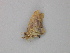  ( - BC ZSM Lep 49192)  @12 [ ] CreativeCommons - Attribution Non-Commercial Share-Alike (2010) Axel Hausmann/Bavarian State Collection of Zoology (ZSM) SNSB, Zoologische Staatssammlung Muenchen
