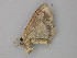  ( - BC ZSM Lep 49194)  @12 [ ] CreativeCommons - Attribution Non-Commercial Share-Alike (2010) Axel Hausmann/Bavarian State Collection of Zoology (ZSM) SNSB, Zoologische Staatssammlung Muenchen