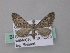 ( - BC ZSM Lep 49201)  @13 [ ] CreativeCommons - Attribution Non-Commercial Share-Alike (2010) Axel Hausmann/Bavarian State Collection of Zoology (ZSM) SNSB, Zoologische Staatssammlung Muenchen