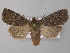 ( - BC ZSM Lep 49207)  @14 [ ] CreativeCommons - Attribution Non-Commercial Share-Alike (2010) Axel Hausmann/Bavarian State Collection of Zoology (ZSM) SNSB, Zoologische Staatssammlung Muenchen
