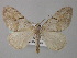  ( - BC ZSM Lep 49236)  @11 [ ] CreativeCommons - Attribution Non-Commercial Share-Alike (2010) Axel Hausmann/Bavarian State Collection of Zoology (ZSM) SNSB, Zoologische Staatssammlung Muenchen