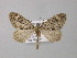  (Thera variata balcanicola - BC ZSM Lep 49244)  @11 [ ] CreativeCommons - Attribution Non-Commercial Share-Alike (2010) Axel Hausmann/Bavarian State Collection of Zoology (ZSM) SNSB, Zoologische Staatssammlung Muenchen