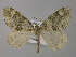  ( - BC ZSM Lep 49245)  @13 [ ] CreativeCommons - Attribution Non-Commercial Share-Alike (2010) Axel Hausmann/Bavarian State Collection of Zoology (ZSM) SNSB, Zoologische Staatssammlung Muenchen