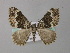  ( - BC ZSM Lep 49250)  @13 [ ] CreativeCommons - Attribution Non-Commercial Share-Alike (2010) Axel Hausmann/Bavarian State Collection of Zoology (ZSM) SNSB, Zoologische Staatssammlung Muenchen