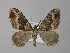  ( - BC ZSM Lep 49251)  @14 [ ] CreativeCommons - Attribution Non-Commercial Share-Alike (2010) Axel Hausmann/Bavarian State Collection of Zoology (ZSM) SNSB, Zoologische Staatssammlung Muenchen