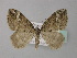  ( - BC ZSM Lep 49255)  @13 [ ] CreativeCommons - Attribution Non-Commercial Share-Alike (2010) Axel Hausmann/Bavarian State Collection of Zoology (ZSM) SNSB, Zoologische Staatssammlung Muenchen