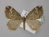  ( - BC ZSM Lep 49256)  @11 [ ] CreativeCommons - Attribution Non-Commercial Share-Alike (2010) Axel Hausmann/Bavarian State Collection of Zoology (ZSM) SNSB, Zoologische Staatssammlung Muenchen