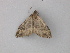  ( - BC ZSM Lep 49312)  @12 [ ] CreativeCommons - Attribution Non-Commercial Share-Alike (2010) Axel Hausmann/Bavarian State Collection of Zoology (ZSM) SNSB, Zoologische Staatssammlung Muenchen